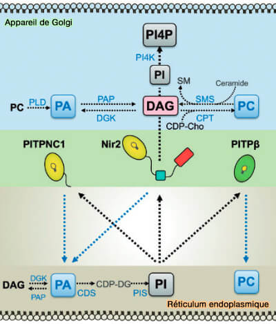 PITP et transfert des phosphoinositides aux MCS RE/Golgi