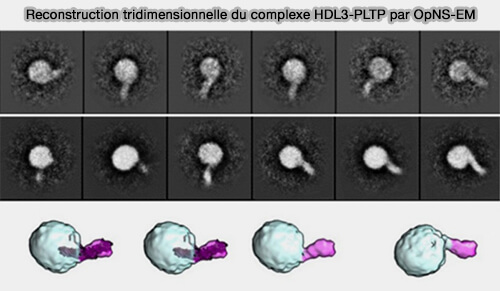 Reconstruction tridimensionnelle du complexe HDL3-PLTP