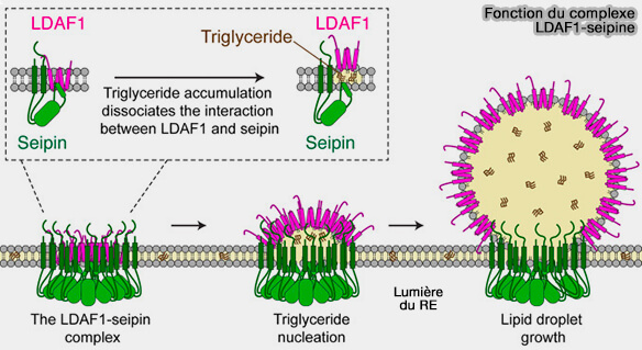 Fonctions du complexe LDAF1-seipine