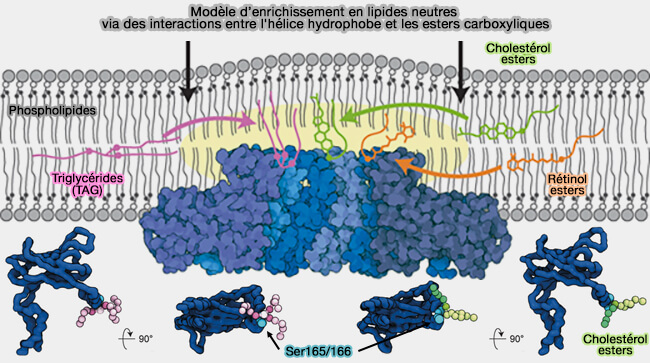 Modèle d’enrichissement en lipides neutres via des interactions entre l'hélice hydrophobe
et les esters carboxyliques