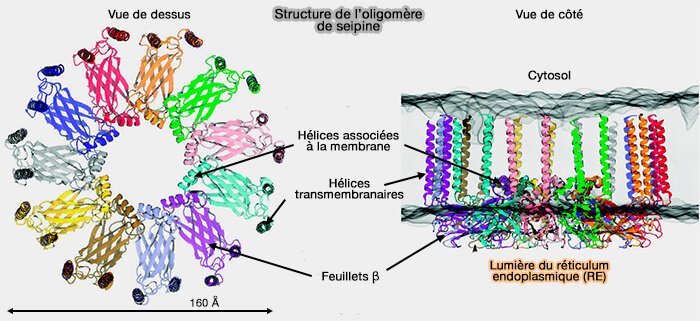 Structure de l'oligomère de seipine humaine