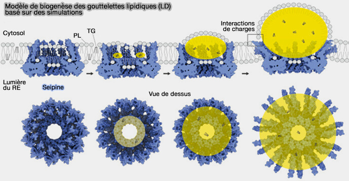 Modèle de biogenèse des gouttelettes lipidiques (LD) basé sur des simulations