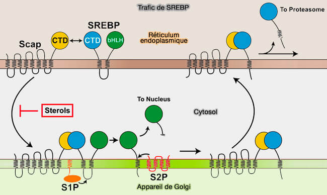 miR-33 et métabolisme des lipoprotéines hépatiques