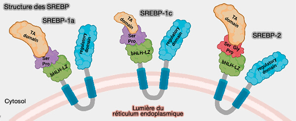 miR-33 et métabolisme des lipoprotéines hépatiques