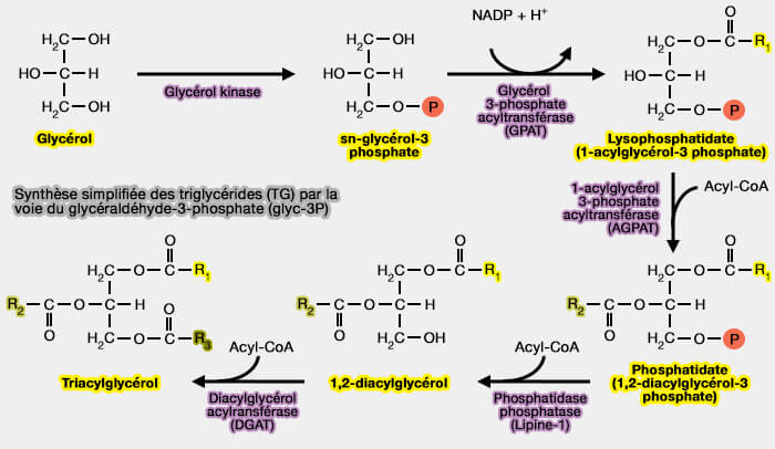 Synthèse simplifiée des triglycérides (TG) par la voie du glycéraldéhyde-3-phosphate (glyc-3P)
