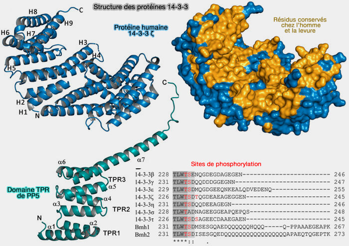 Structures des protéines 14-3-3