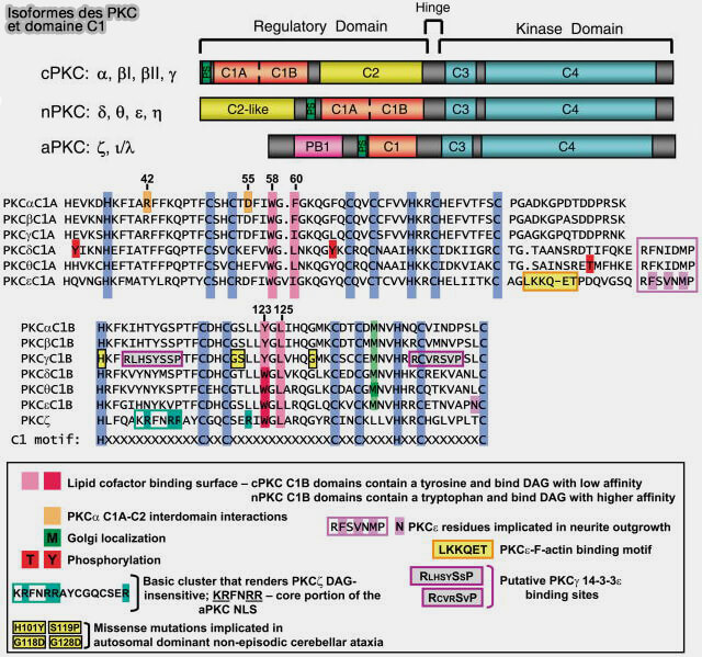 Isoformes des PKC et domaine C1