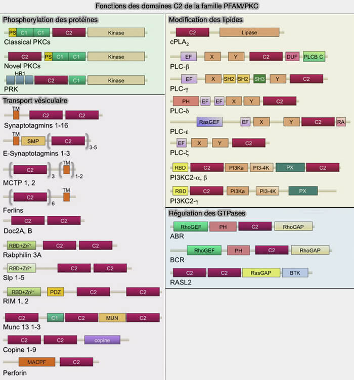 Fonctions du domaine C2