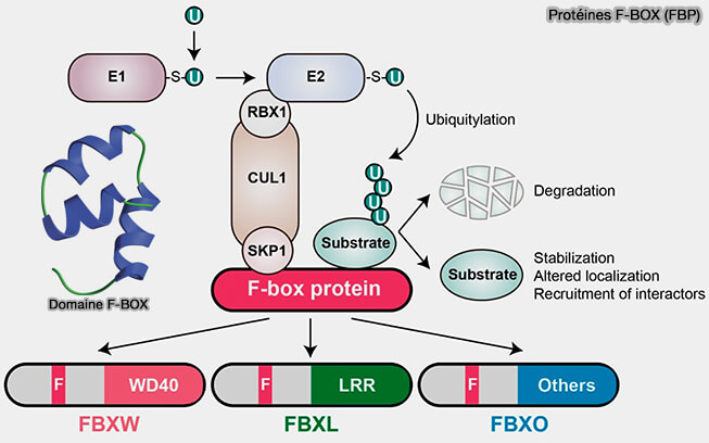 Protéines et domaine F-BOX