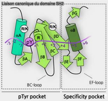 Liaison canonique du domaine SH2