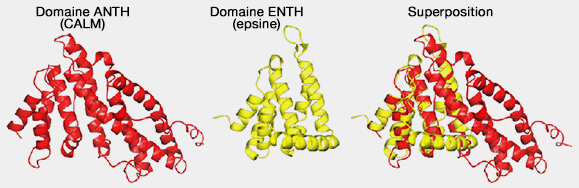 Comparaison des domaines ANTH et ENTH