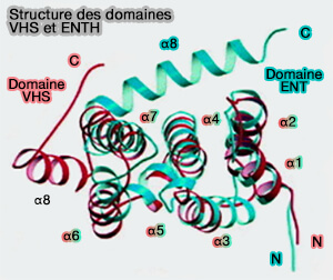 Comparaison des domaines VHS et ENTH
