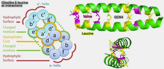 Glissière à leucine (heptade)
