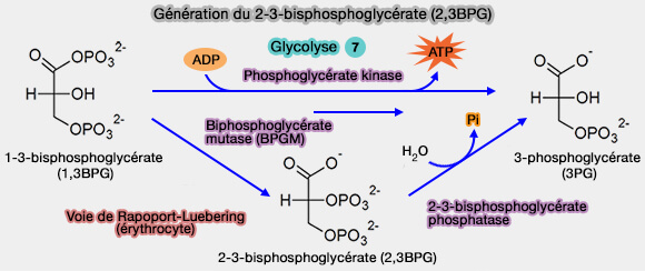 Génération du 2-3-biphosphoglycérate (2,3BPG)