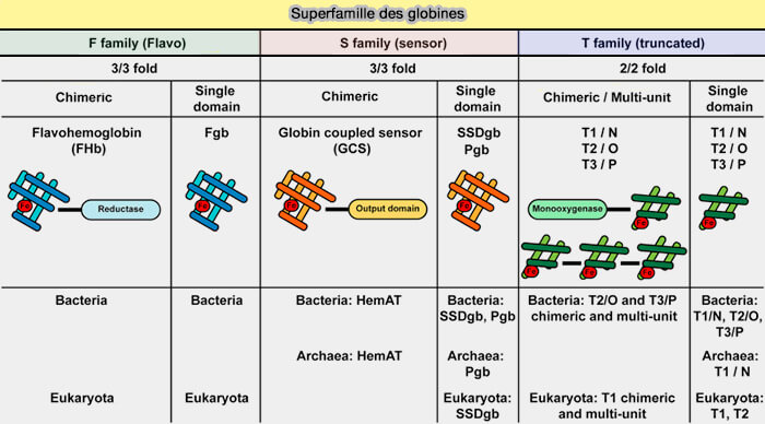 Position du Fe++ dans la désoxyhémoglobine et orbitales du Fe+++