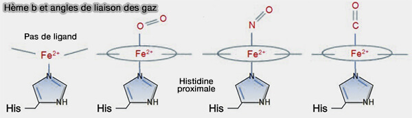Hème b et angles de liaison des gaz