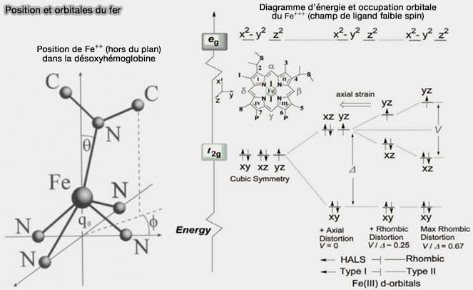 Position du Fe++ dans la désoxyhémoglobine et orbitales du Fe+++
