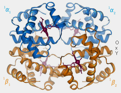 Structure de l'hémoglobine α2β2