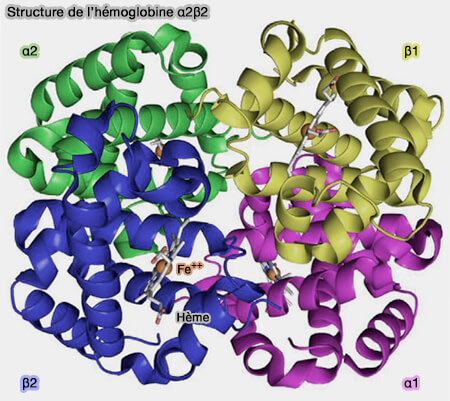 Structure de l'hémoglobine α2β2
