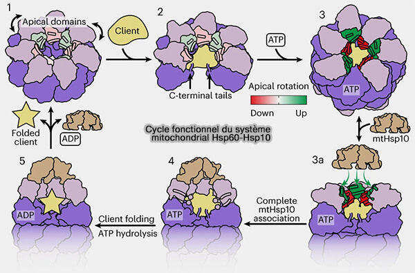 Cycle fonctionnel du système mitochondrial Hsp60-Hsp10