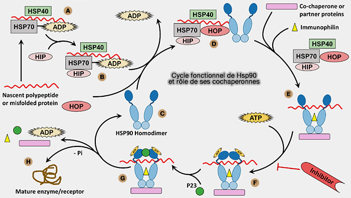 Cycle fonctionnel de Hsp90 et rôles de ses cochaperonnes