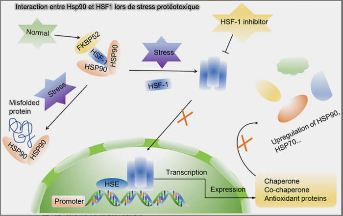 Interaction entre Hsp90 et HSF1 lors de stress protéotoxique