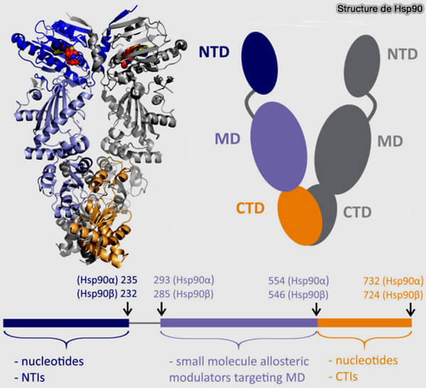 Structure d'Hsp90