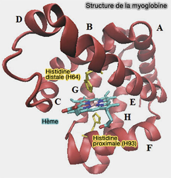 Structure de la myoglobine