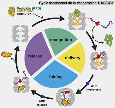 Cycle fonctionnel de la chaperonine TRiC/CCT