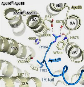 Interaction de l'IR d'APC10