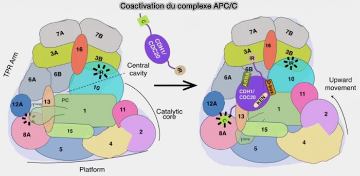 Coactivation du complexe APC/C