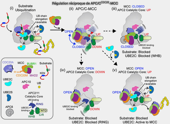 Régulation réciproque de APC/CCDC20-MCC 
