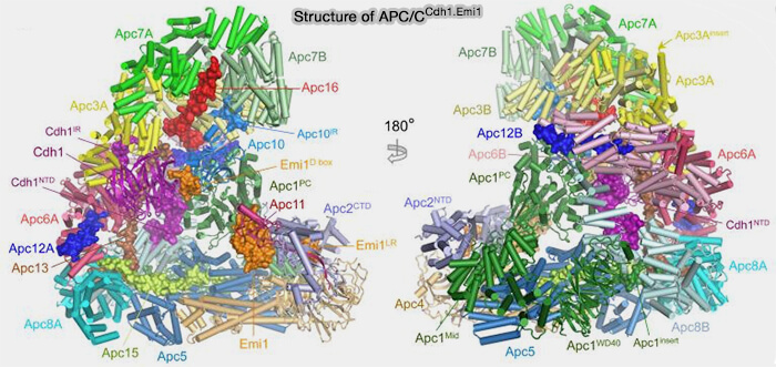 Structure of APC/CCdh1.Emi1