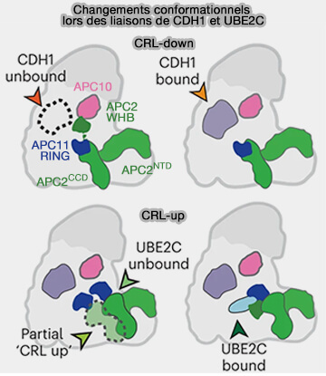 Changements conformationnels