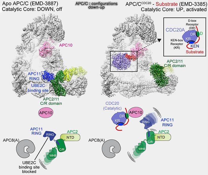 APC/C configurations down-up