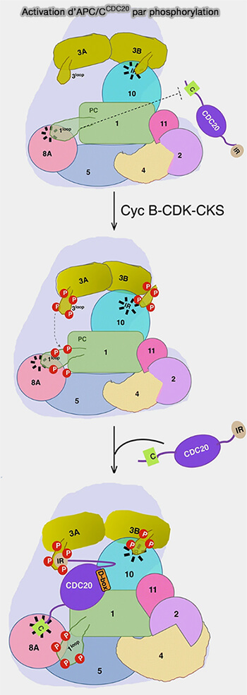 Cctivation d’APC/CCdc20 par phosphorylation