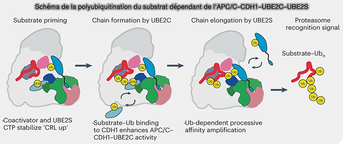 Schéma de la polyubiquitination du substrat dépendant de l’APC/C-CDH1-UBE2C-UBE2S