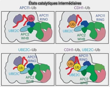 États catalytiques intermédiaires