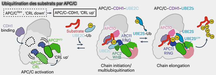 Ubiquitination des substrats par le complexe APC/C