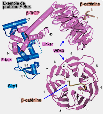 β-TrCP et β-caténine