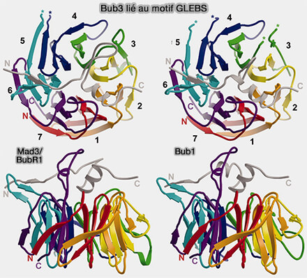 Bub3 lié au motif GLEBS