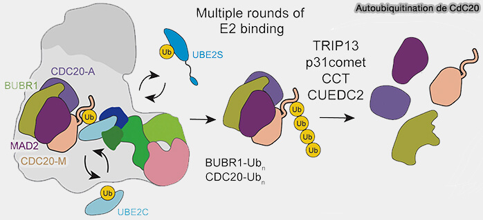 Autoubiquitination de Cdc20