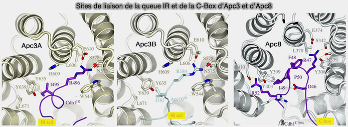 Sites de liaison de la queue IR et de la C-Box d’Apc3 et d’Apc8 