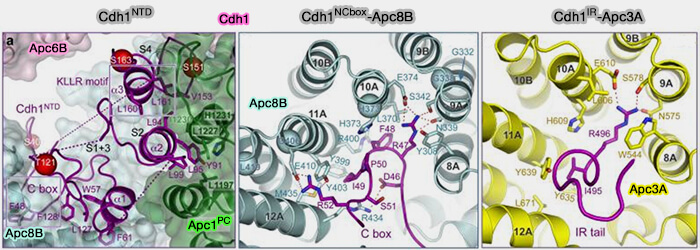 Interactions de Cdh1