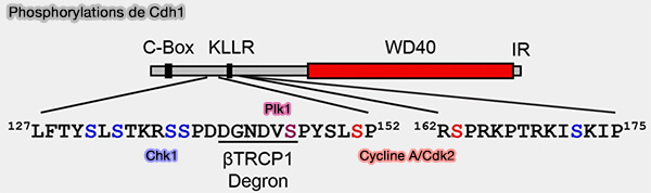 Phosphorylations de Cdh1