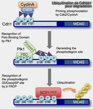 Ubiquitination de Cdh1 pour sa dégradation