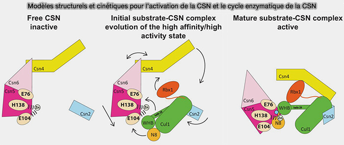 Structure du complexe CSN (COP9 Signalosome)