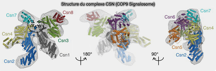 Structure du complexe CSN (COP9 Signalosome)