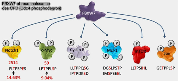 FBXW7 et reconnaissance des CPD (Cdc4 phosphodegron)
