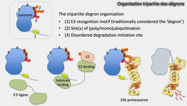 Organisation tripartite des dégrons